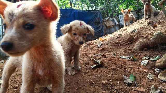 Unos cachorritos abandonados en algún lugar de la India.