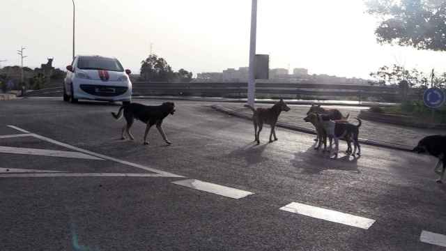 Un grupo de perros asilvestrados, en una carretera de la Ciudad Autónoma de Melilla