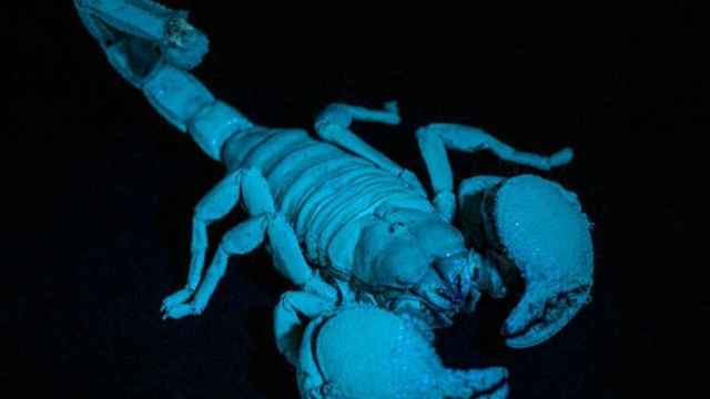 escorpion emperador azul