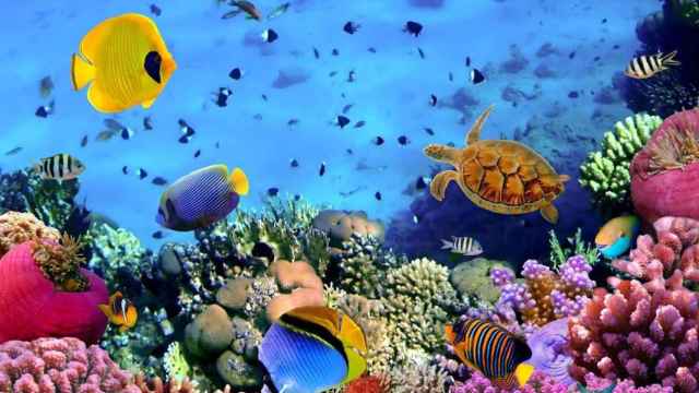 peces-coral