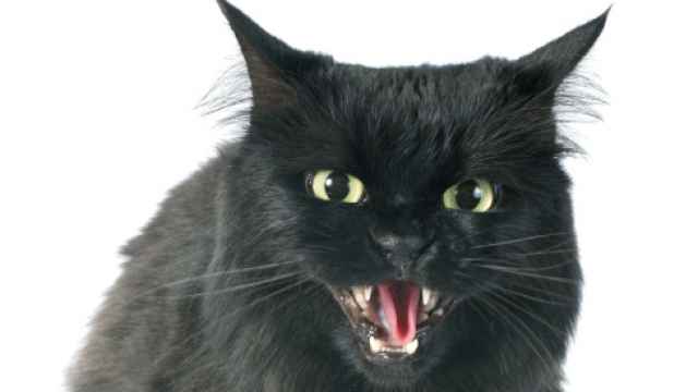 Hasta ahora se desconocía que un gato callejero podía trasmitir el virus.