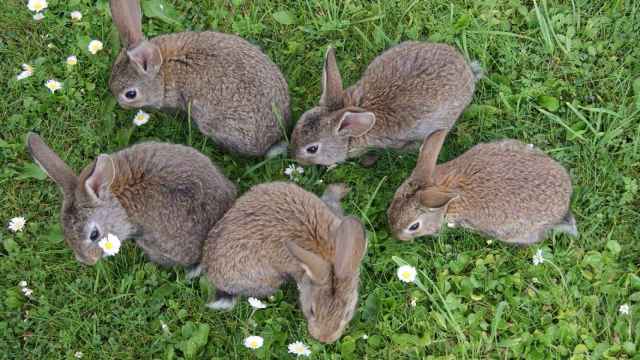 Varios conejos en una zona de cesped.