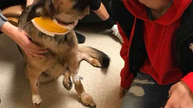 Este crowdfunding quiere ayudar a recuperarse a un perro herido al salvar a su amo
