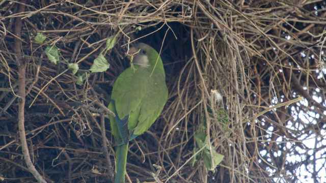 Una cotorra argentina construye su nido en el parque Tierno Galván de Madrid.