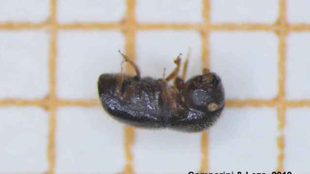Un ejemplar de escarabajo 'Xylosandrus_compactus'