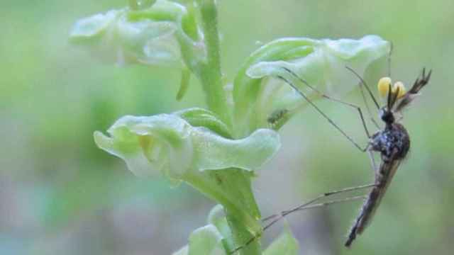Un mosquito del género Aedes se alimenta del polen de una orquídea / Kiley Riffell