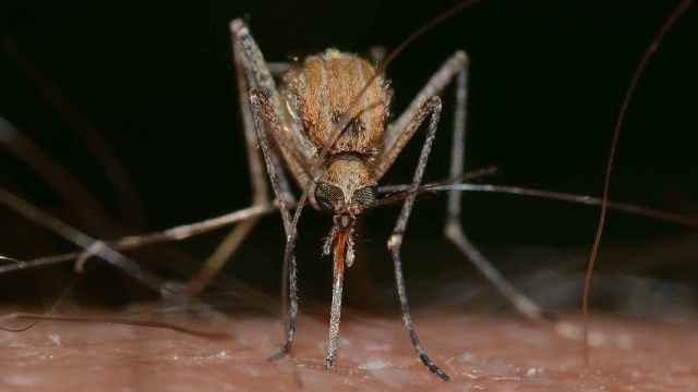 Por qué nos pican los mosquitos y cómo evitarlo