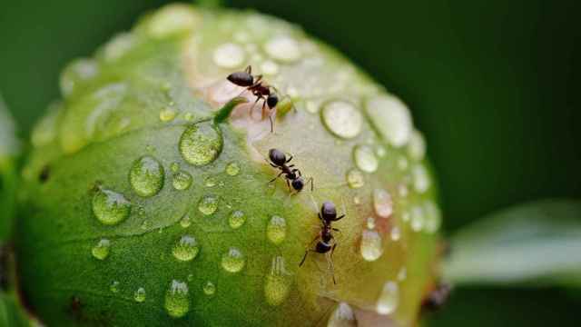 Pesticidas caseros para eliminar las hormigas de las plantas