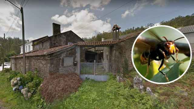 Una avispa velutina avistada en Santiago y Riboredo, la aldea gallega donde ocurrieron los hechos.