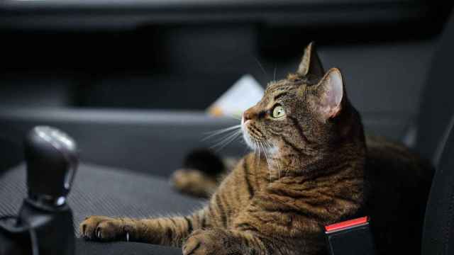 ¿Cómo viajar con mi gato en coche?