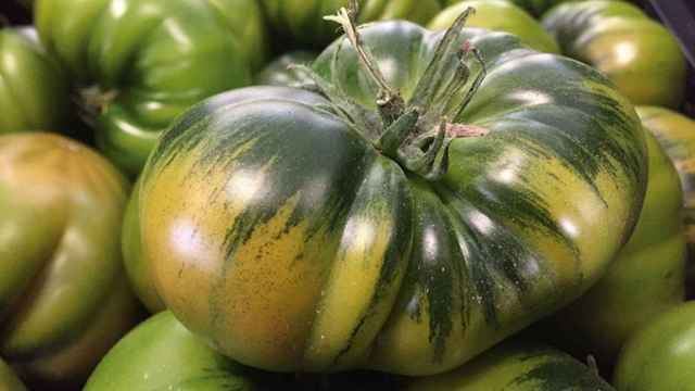 Arranca la temporada del tomate RAF, la estrella de las hortalizas cultivadas en invernaderos solares