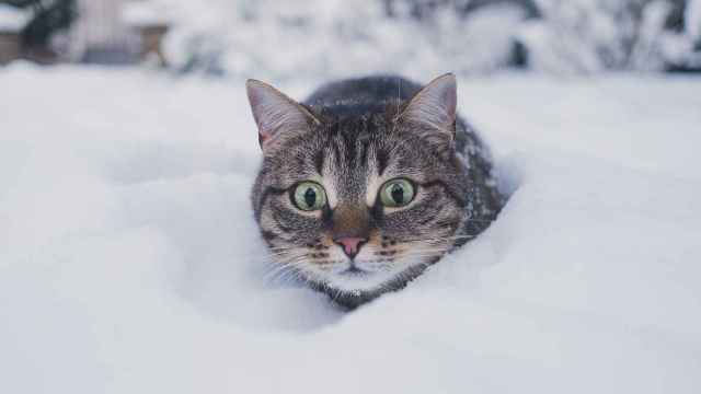 ¿Los gatos sufren el frío?