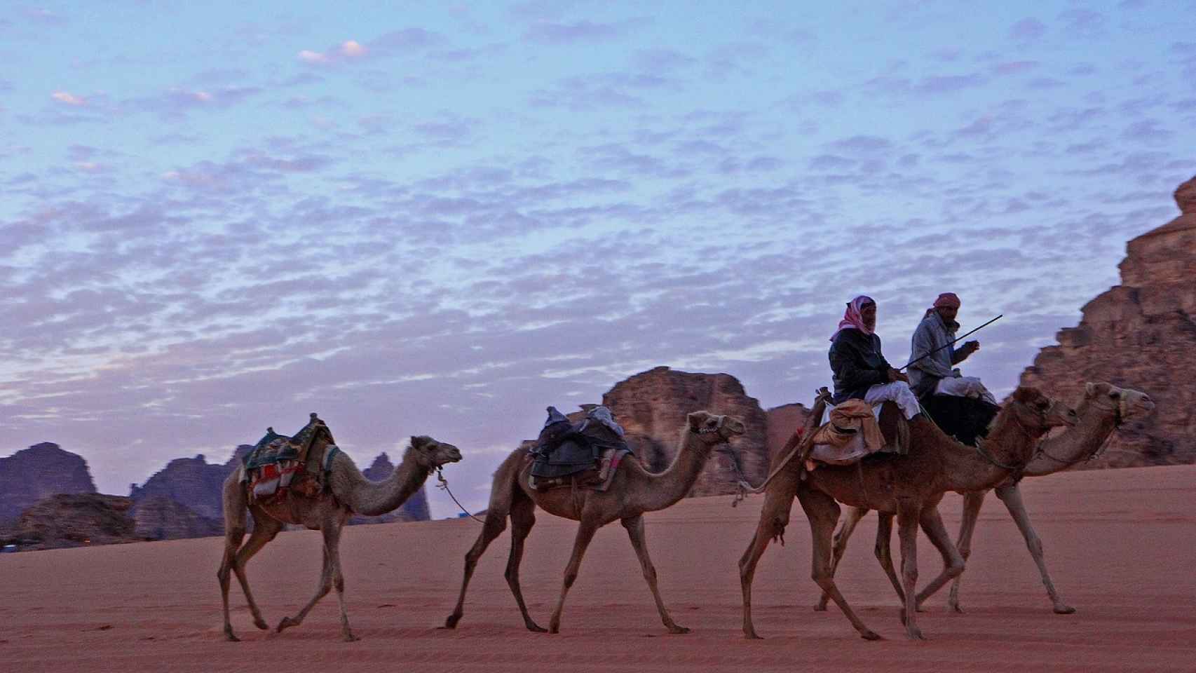 Camellos en Jordania.