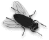 Fly image